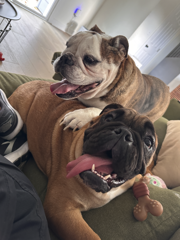 Our Dogs