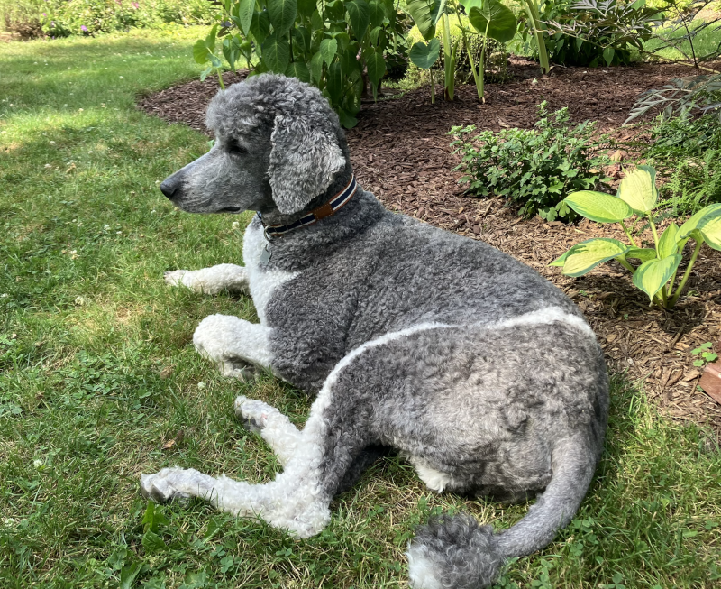 Our Dog Louie